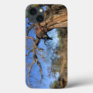 Baobab (Adansonia Digitata), Kruger National iPhone 13 Case