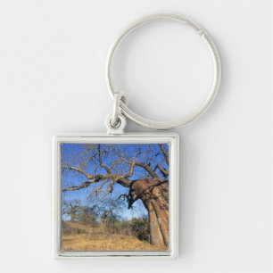 Baobab (Adansonia Digitata), Kruger National Key Ring