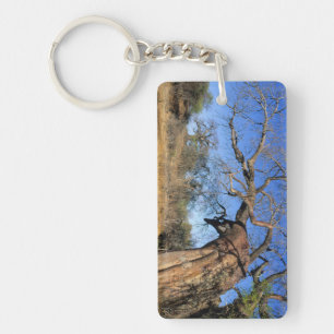 Baobab (Adansonia Digitata), Kruger National Key Ring