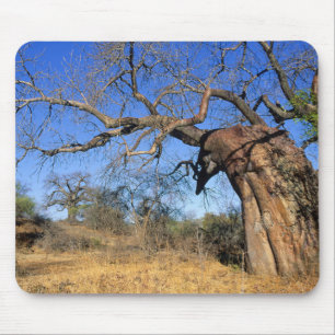 Baobab (Adansonia Digitata), Kruger National Mouse Pad