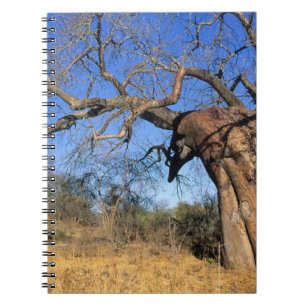 Baobab (Adansonia Digitata), Kruger National Notebook