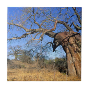 Baobab (Adansonia Digitata), Kruger National Tile