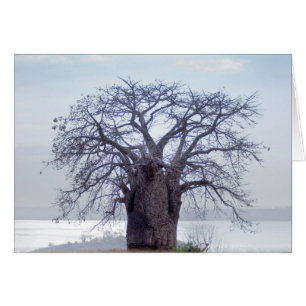 Baobab (Adansonia Digitata), Luanda