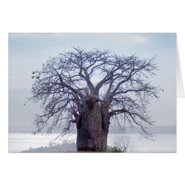 Baobab (Adansonia Digitata), Luanda (Front Horizontal)