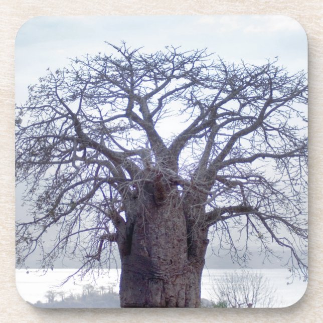 Baobab (Adansonia Digitata), Luanda Coaster (Front)