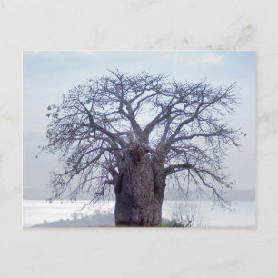 Baobab (Adansonia Digitata), Luanda Postcard