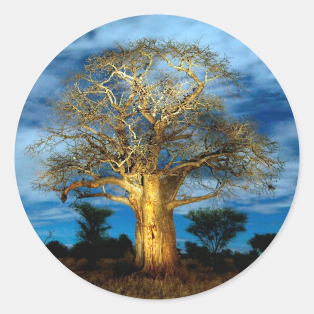 Baobab (Adansonia) Tree Light Up By The Moon Classic Round Sticker (Front)