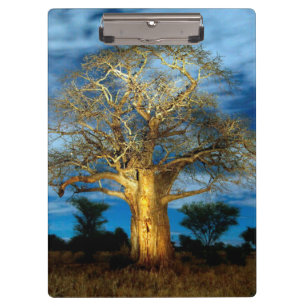Baobab (Adansonia) Tree Light Up By The Moon Clipboard