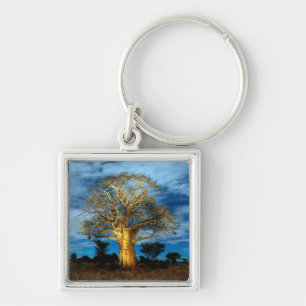 Baobab (Adansonia) Tree Light Up By The Moon Key Ring