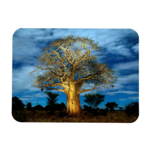 Baobab (Adansonia) Tree Light Up By The Moon Magnet
