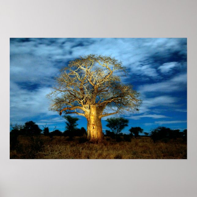 Baobab (Adansonia) Tree Light Up By The Moon Poster (Front)