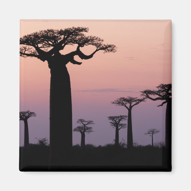 Baobab Alley', Madagascar, Morondava, Africa, Magnet (Front)