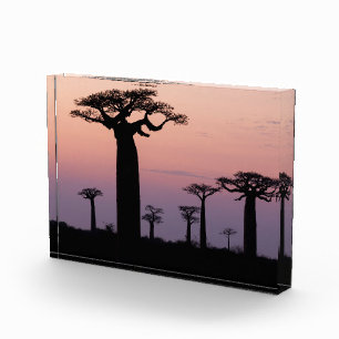 Baobab Alley', Madagascar, Morondava, Africa, Photo Block