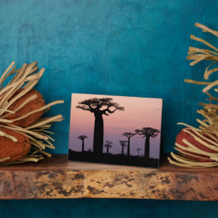 Baobab Alley', Madagascar, Morondava, Africa, Plaque