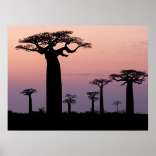 Baobab Alley', Madagascar, Morondava, Africa, Poster