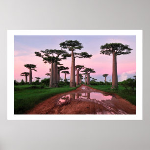 baobab forest Africa  poster from 8.99