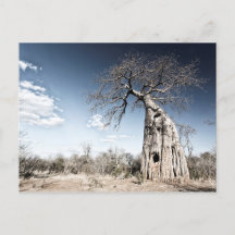 Baobab Tree at Mana Pools National Park Photo