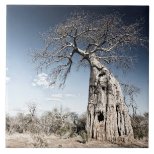Baobab Tree at Mana Pools National Park, Zimbabwe Ceramic Tile