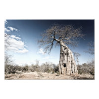 Baobab Tree at Mana Pools National Park, Zimbabwe