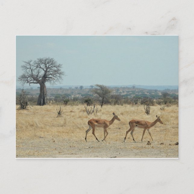 Baobab Tree Branch Personalise Destiny Destiny'S Postcard (Front)