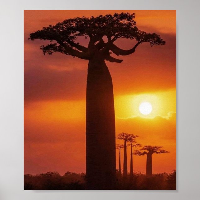 baobab tree poster (Front)