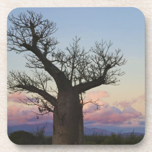 Baobab trees, Berenty, Toliara, Madagascar Coaster