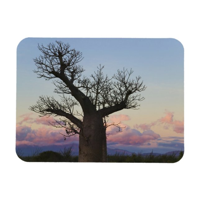 Baobab trees, Berenty, Toliara, Madagascar Magnet (Horizontal)