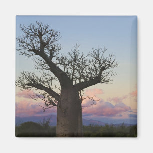 Baobab trees, Berenty, Toliara, Madagascar Magnet