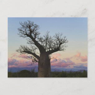 Baobab trees, Berenty, Toliara, Madagascar Postcard