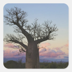 Baobab trees, Berenty, Toliara, Madagascar Square Sticker