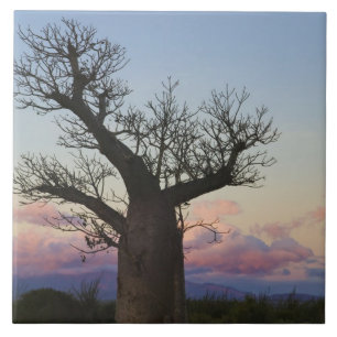 Baobab trees, Berenty, Toliara, Madagascar Tile