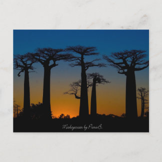 Baobabs de Madagascar Postcard