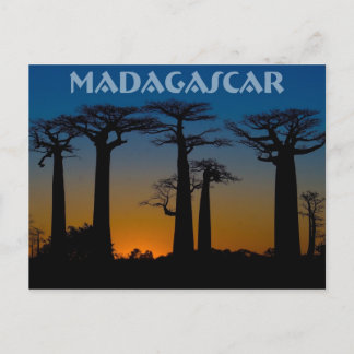 Baobabs de Madagascar Postcard