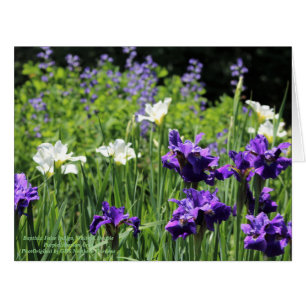 Baptisia False Indigo, White and Double Purple Sib