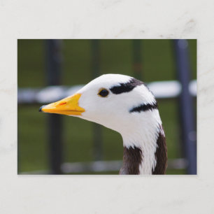 Bar-headed Goose Postcard