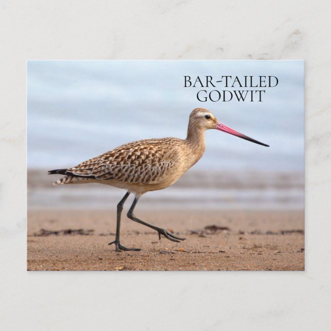 Bar-Tailed Godwit Beach Ocean Sand Bird Postcard (Front)