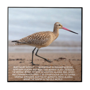 Bar-tailed Godwit Ceramic Tile