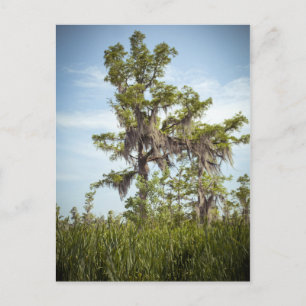 Barataria Swamp Cypress Tree Postcard