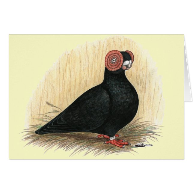 Barb Pigeon Standard Black (Front Horizontal)