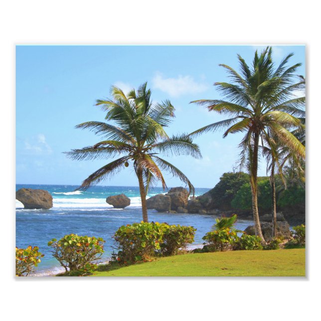 Barbados, Caribbean, ocean, Palm Trees, photograph (Front)