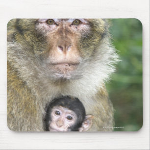 Barbary Macaque . Adulte with babyMacaca Mouse Pad