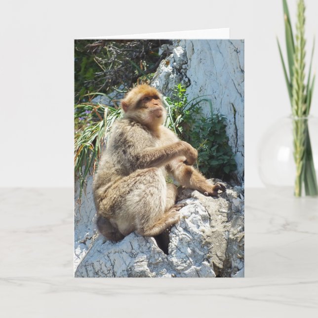 Barbary macaque monkey holiday card (Front)