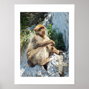 Barbary macaque monkey poster