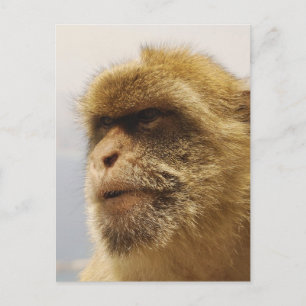 Barbary Macaques in Gibraltar Monkey Face Postcard