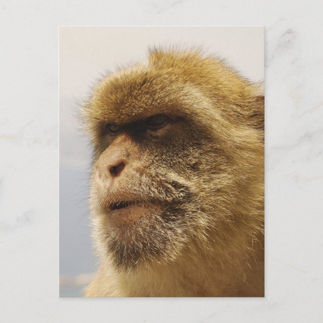 Barbary Macaques in Gibraltar Monkey Face Postcard (Front)