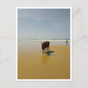 Barbate, Andalusia (Spain) Postcard