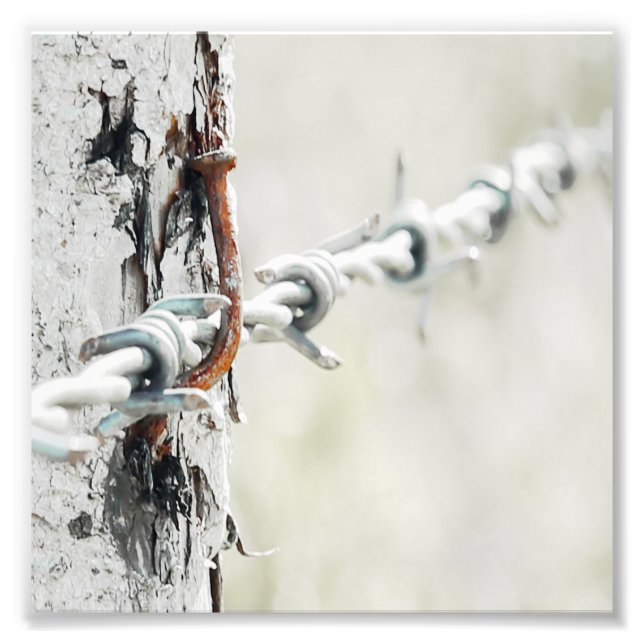 Barbed Wire Hang With A Rusty Nail Photo Print (Front)