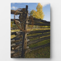 Barbed Wire