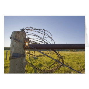 Barbed wire rolled up on fencerow near