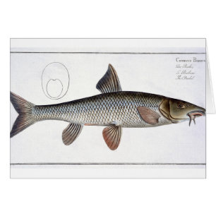 Barbel (Cyprinus Barbus) plate XVIII from 'Ichthyo